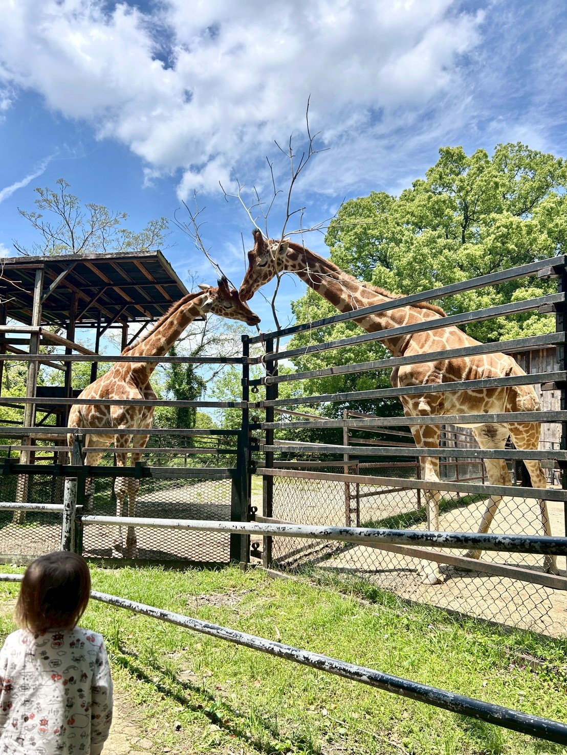 長崎バイオパーク キリン